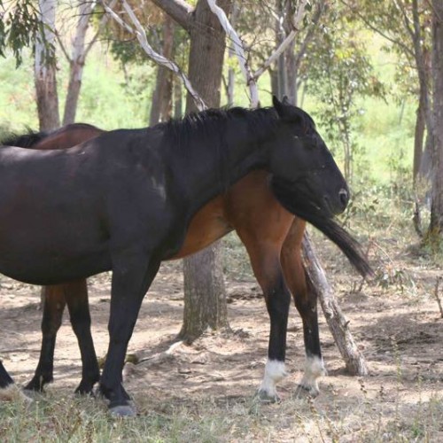 agriturismo sicilia maneggio cavalli