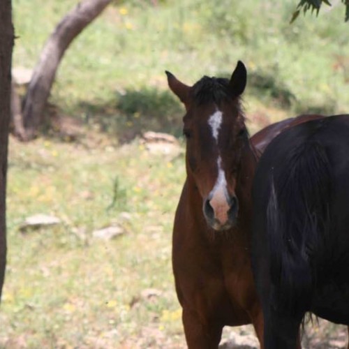 agriturismo sicilia maneggio cavalli